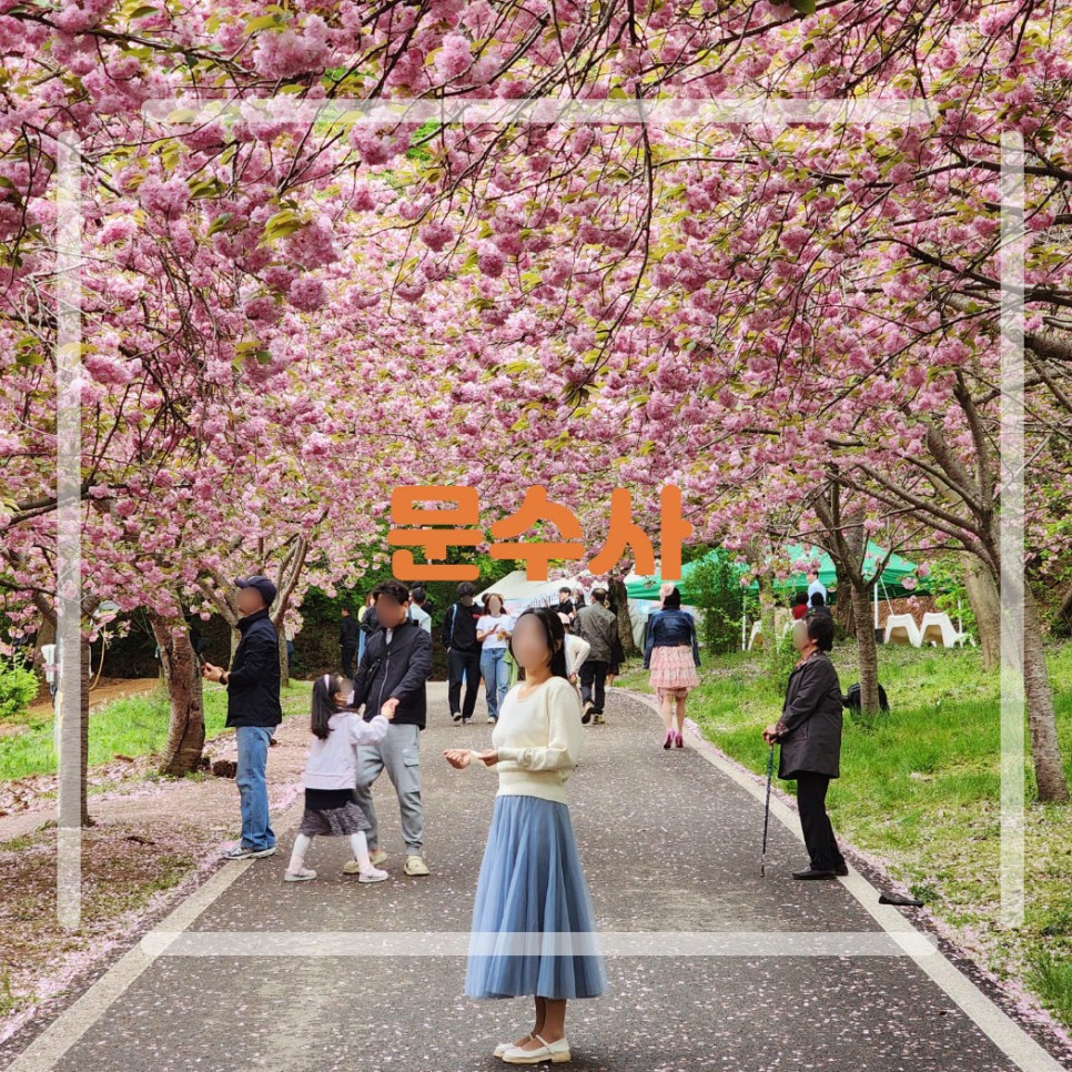 서산 문수사 겹벚꽃 명소 4월 꽃구경 가볼만한곳 실시간