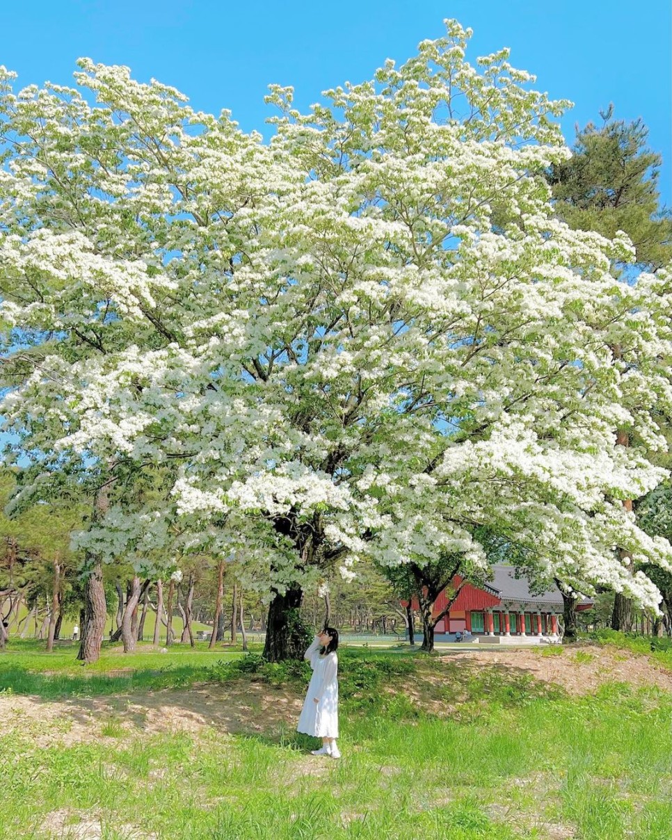5월 꽃구경 나들이로 가볼 만한, 전국 이팝나무 명소 4