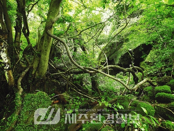 ‘곶자왈 조례 개정’재추진..제주의 곶자왈 보전 관리에 꼭 필요