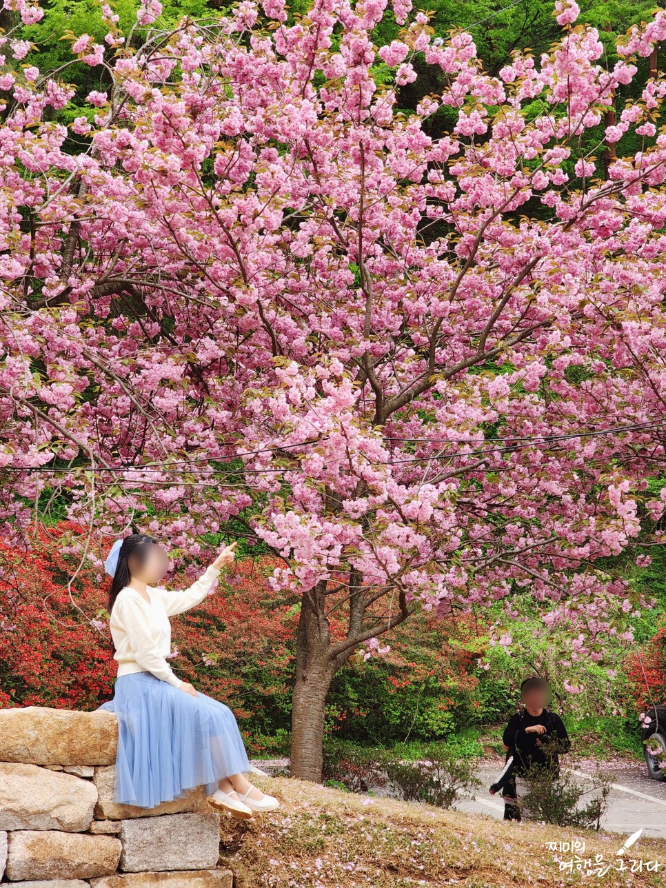 서산 문수사 겹벚꽃 명소 4월 꽃구경 가볼만한곳 실시간