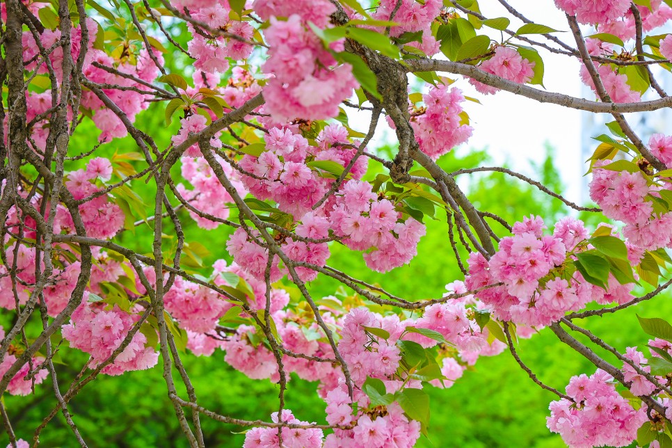 하남 미사경정공원 겹벚꽃 4.22일 하남 갈만한곳