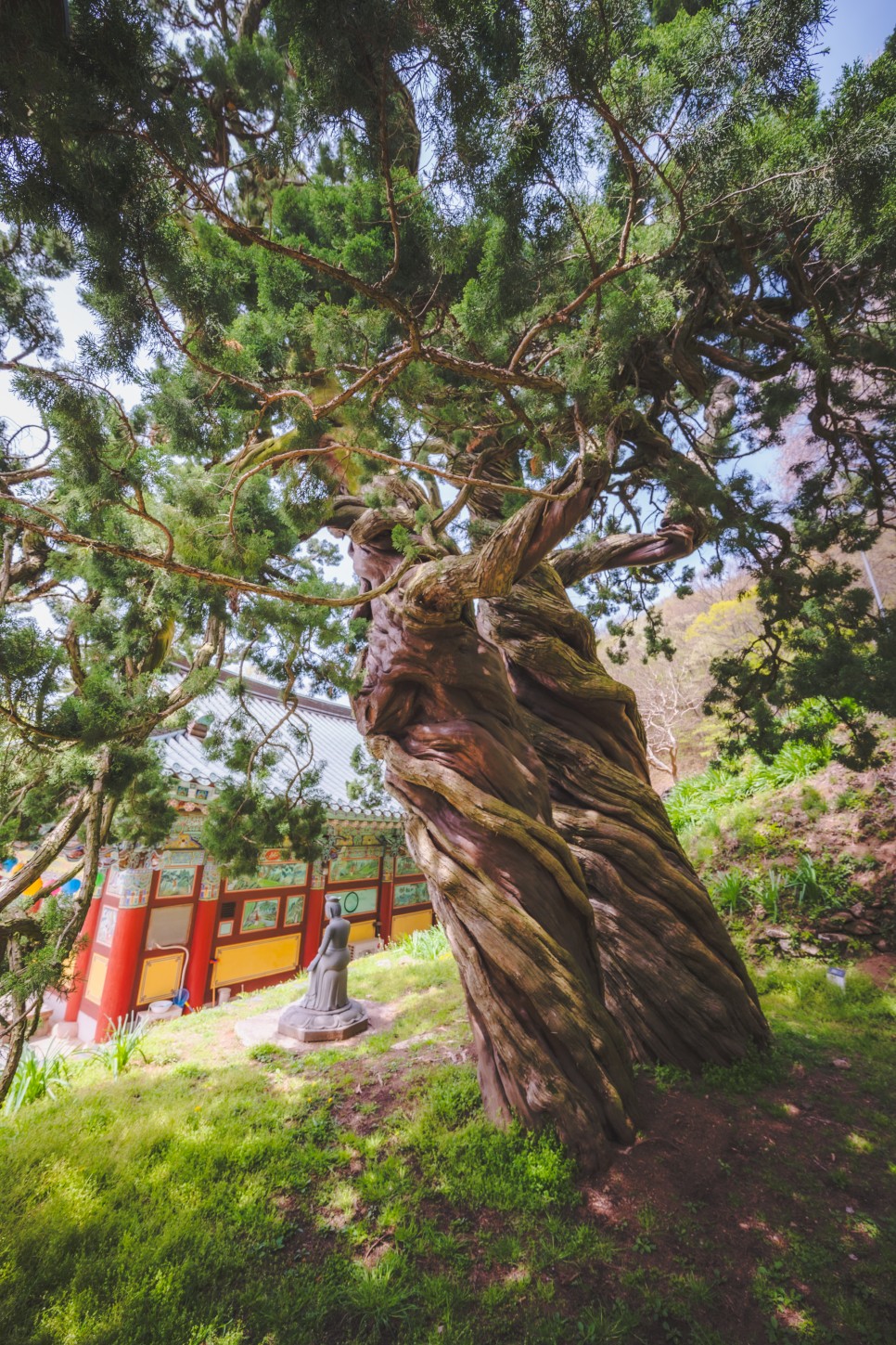 신기한 나무가 있는 순천 송광사 천자암 쌍향수(곱향나무)