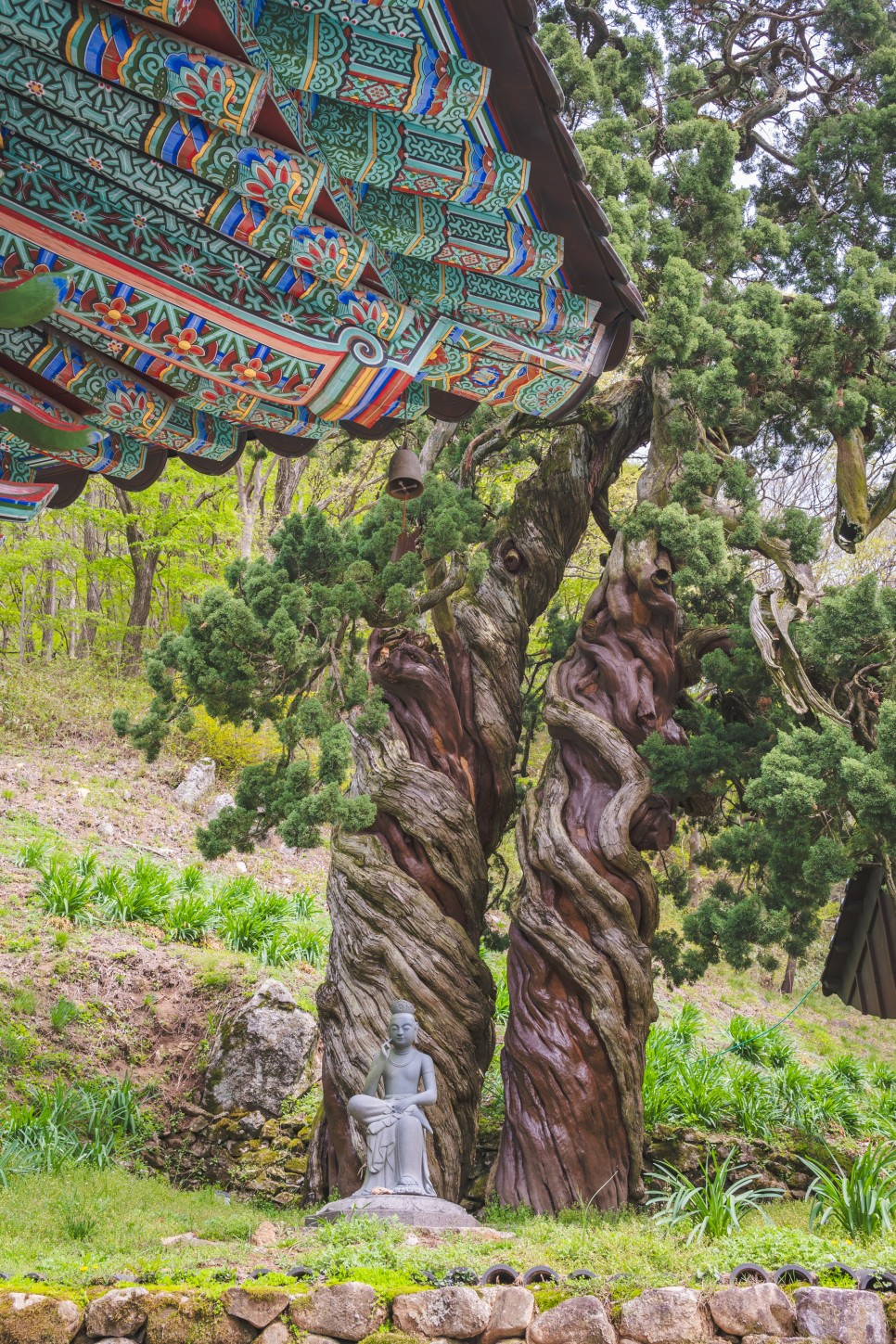 신기한 나무가 있는 순천 송광사 천자암 쌍향수(곱향나무)