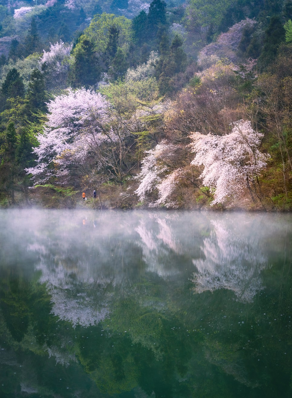 산벚꽃 출사지 화순 세량지의 아름다운 반영 사진 : 사진사와 일반인의 시각의 차이
