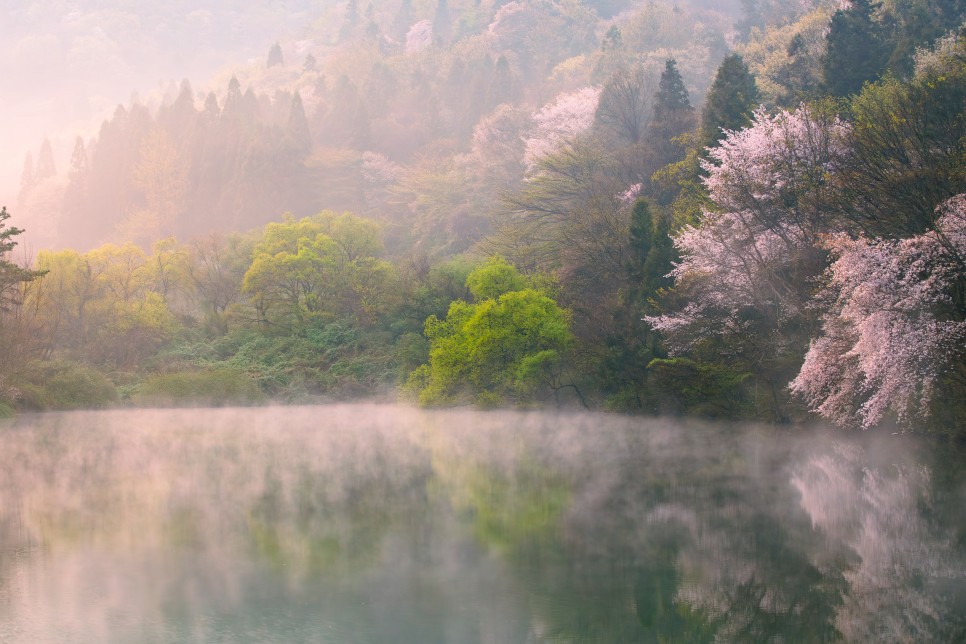 산벚꽃 출사지 화순 세량지의 아름다운 반영 사진 : 사진사와 일반인의 시각의 차이