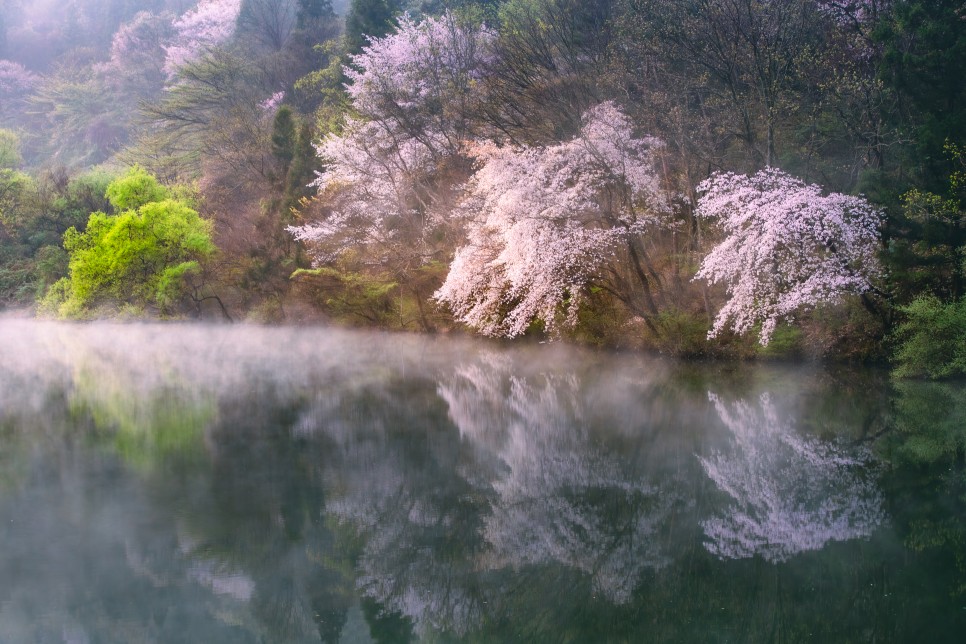 산벚꽃 출사지 화순 세량지의 아름다운 반영 사진 : 사진사와 일반인의 시각의 차이