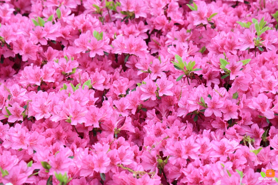 군포 가볼만한곳 봄꽃축제 군포 철쭉동산 군포 철쭉축제