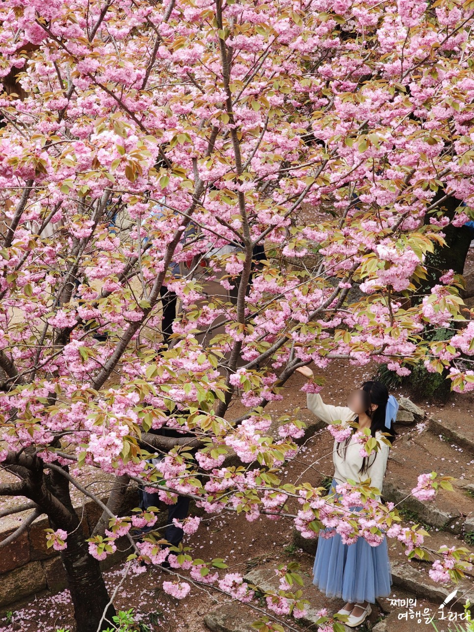 서산 개심사 청벚꽃 왕벚꽃 겹벚꽃 봄에 가볼만한곳 봄 나들이 데이트 실시간