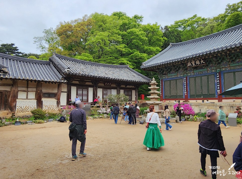 서산 개심사 청벚꽃 왕벚꽃 겹벚꽃 봄에 가볼만한곳 봄 나들이 데이트 실시간