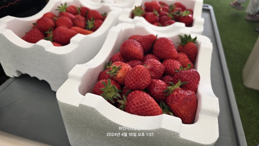 양평 딸기 체험 농장, 가볼만한곳 - 물오른딸기