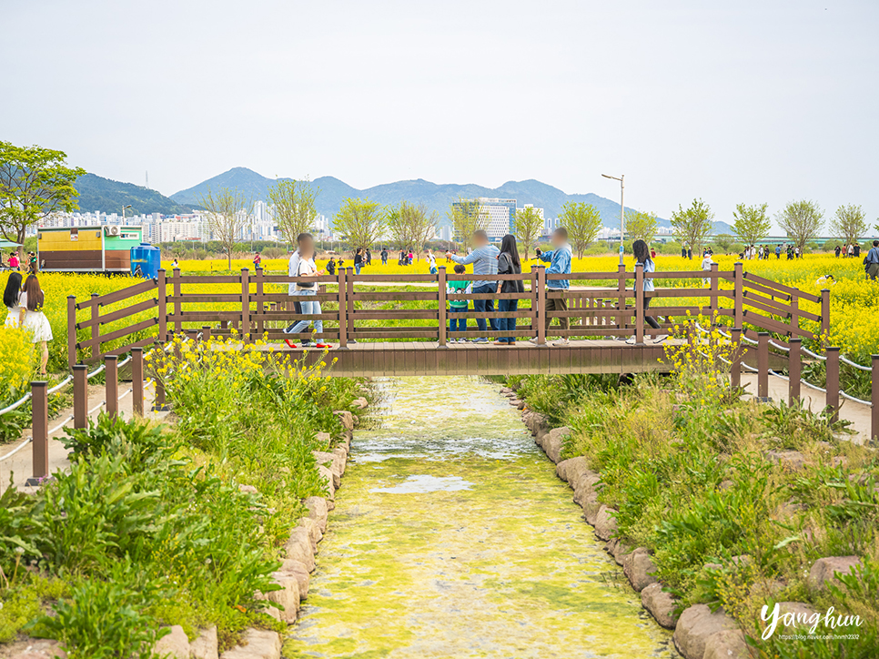부산 갈만한곳 유채꽃 부산 대저생태공원