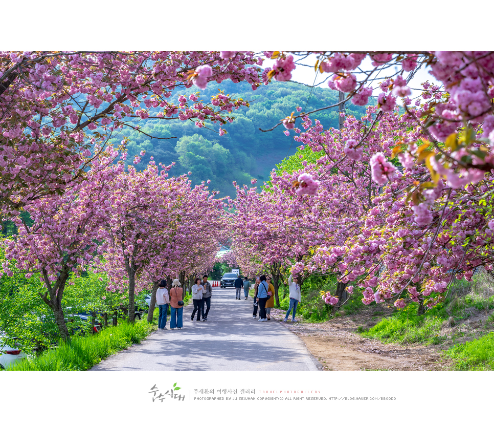 충남 서산 문수사 겹벚꽃 엔딩 충남 벚꽃 명소