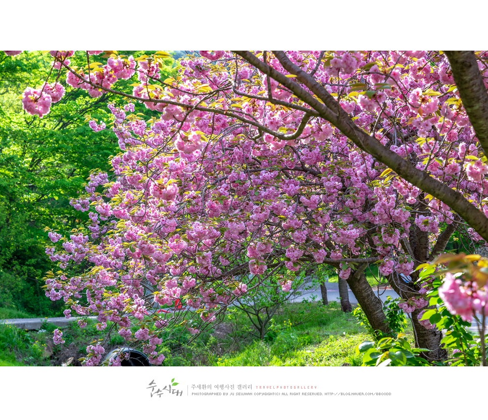 충남 서산 문수사 겹벚꽃 엔딩 충남 벚꽃 명소
