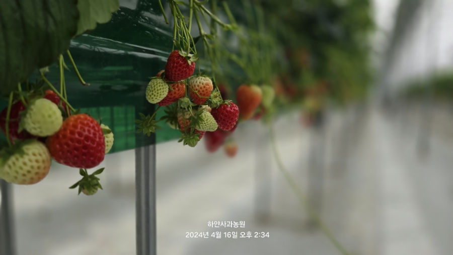 양평 딸기 체험 농장, 가볼만한곳 - 물오른딸기