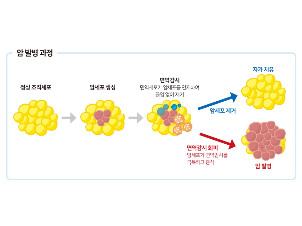 nk세포 활성도 및 면역력 저하 검사, 정상 수치