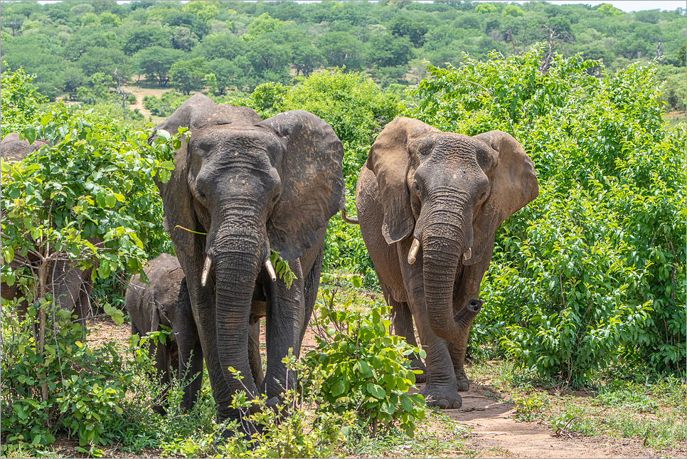 아프리카 여행, 보츠와나 초베 국립공원 코끼리의 천국