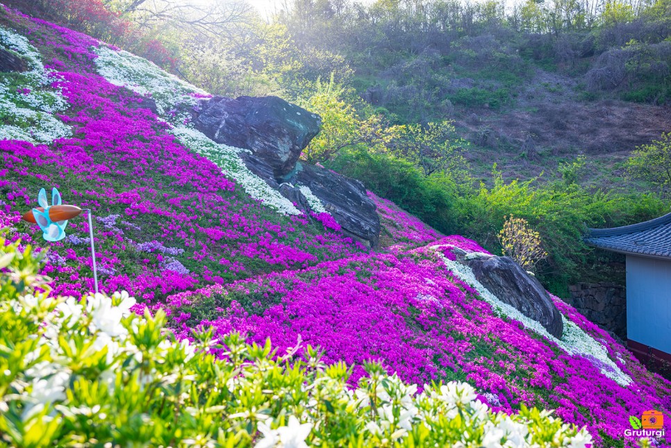 산청 가볼만한곳 여행 경남 사찰 산청 대명사 꽃잔디 축제