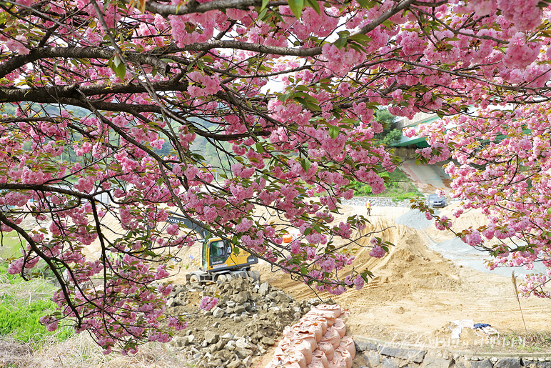경남 겹벚꽃 함양 지곡 함양로 경남 드라이브 코스