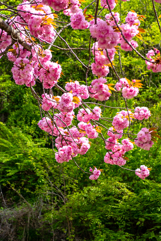 4월 가볼만한곳 서산 문수사 겹벚꽃