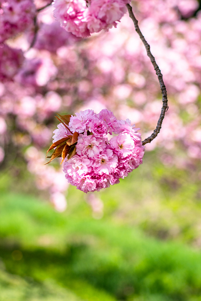 4월 가볼만한곳 서산 문수사 겹벚꽃