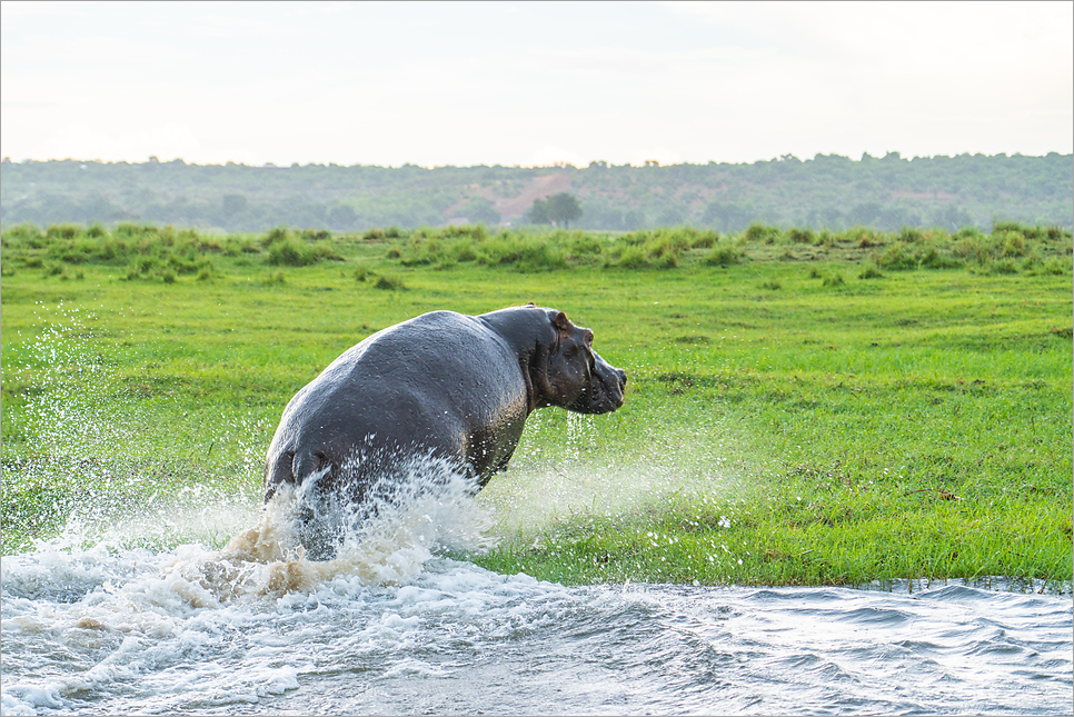 아프리카 여행, 보츠와나 초베 국립공원 코끼리의 천국