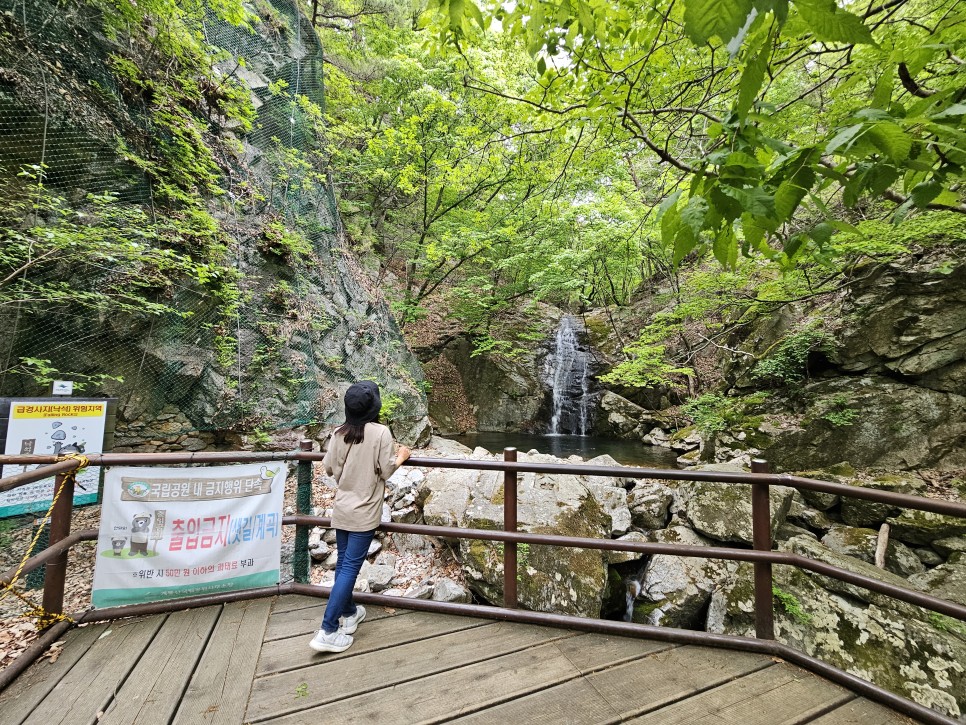 충남 공주 가볼만한곳 공주 갑사 황매화 오리숲길 용문폭포까지