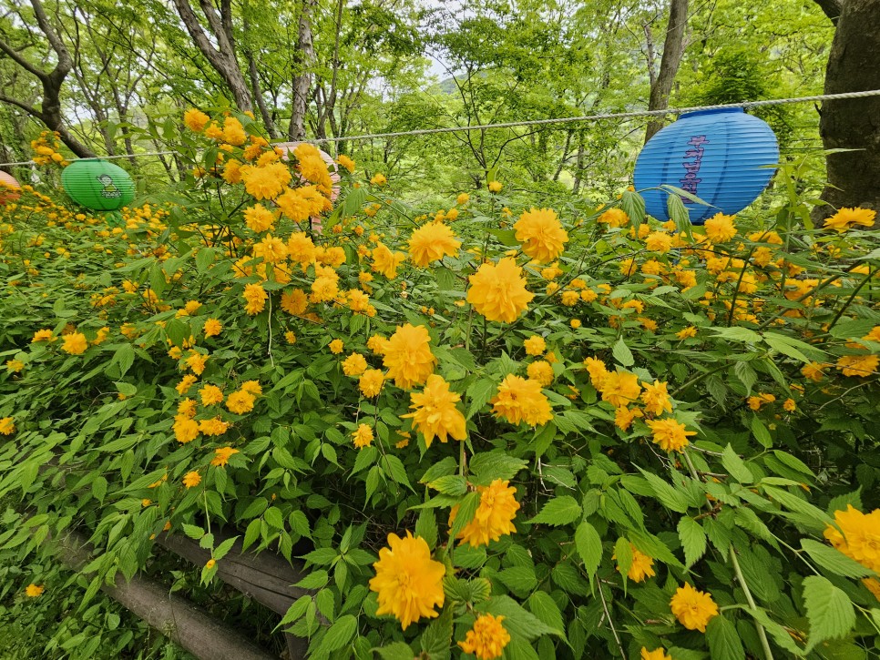 충남 공주 가볼만한곳 공주 갑사 황매화 오리숲길 용문폭포까지