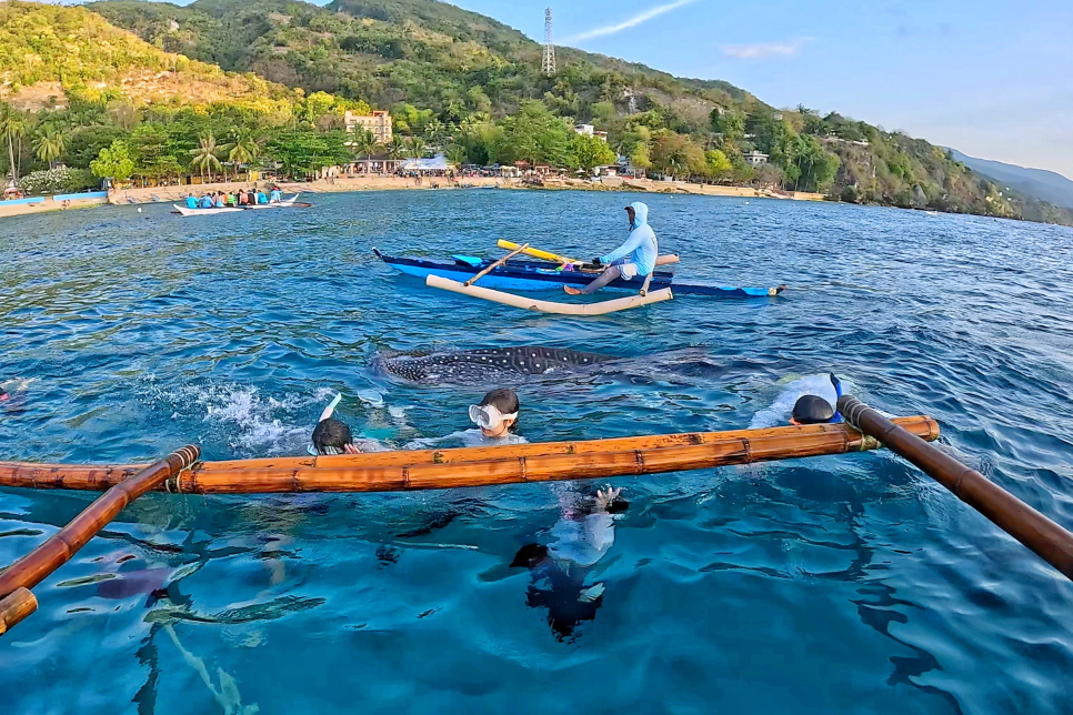 필리핀 세부 오슬롭 고래상어 투어 가격 세부 모알보알 투어 예약