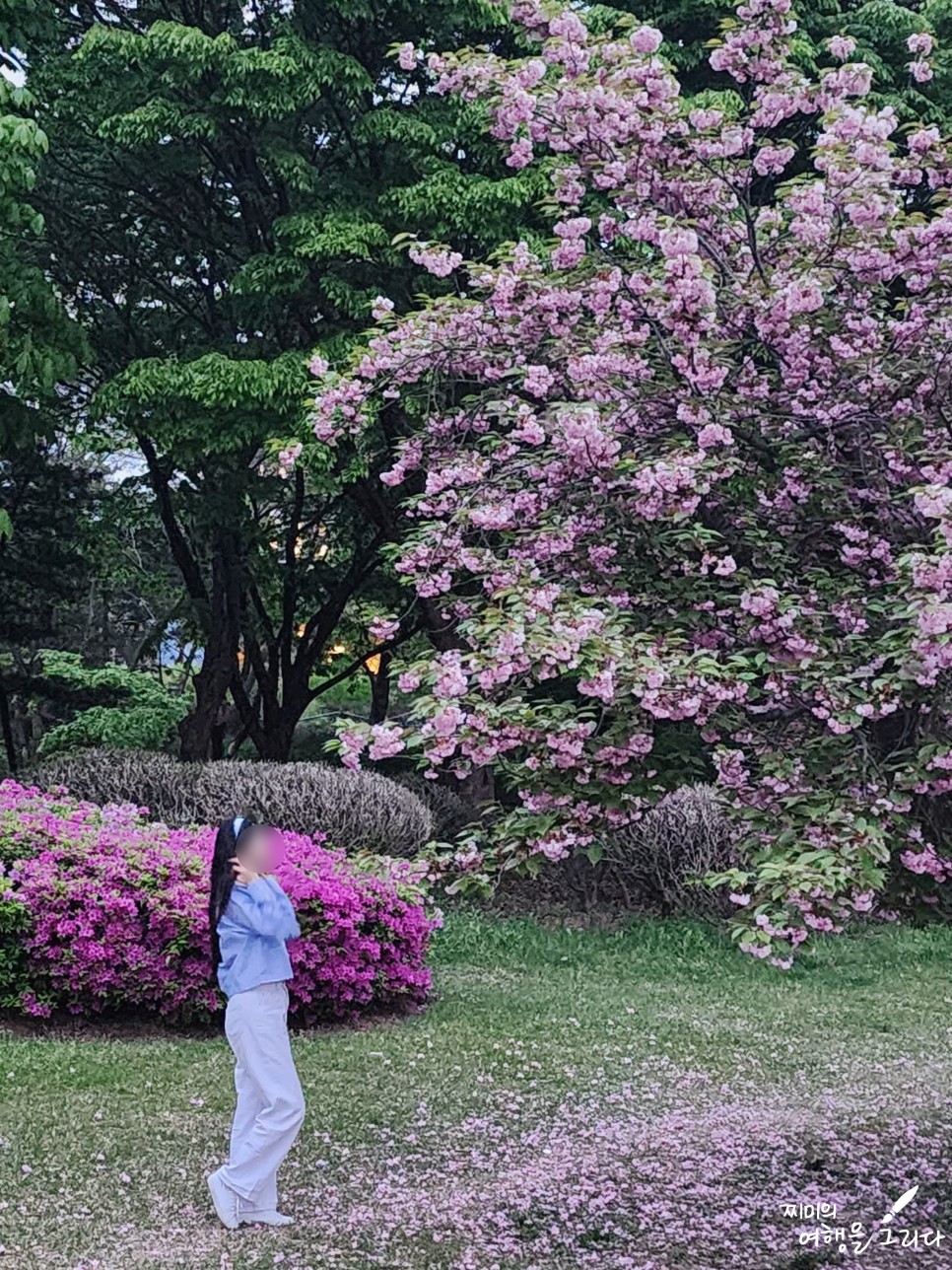 하남 미사경정공원 겹벚꽃 가볼만한곳 여행 놀거리 데이트 조정카누경기장