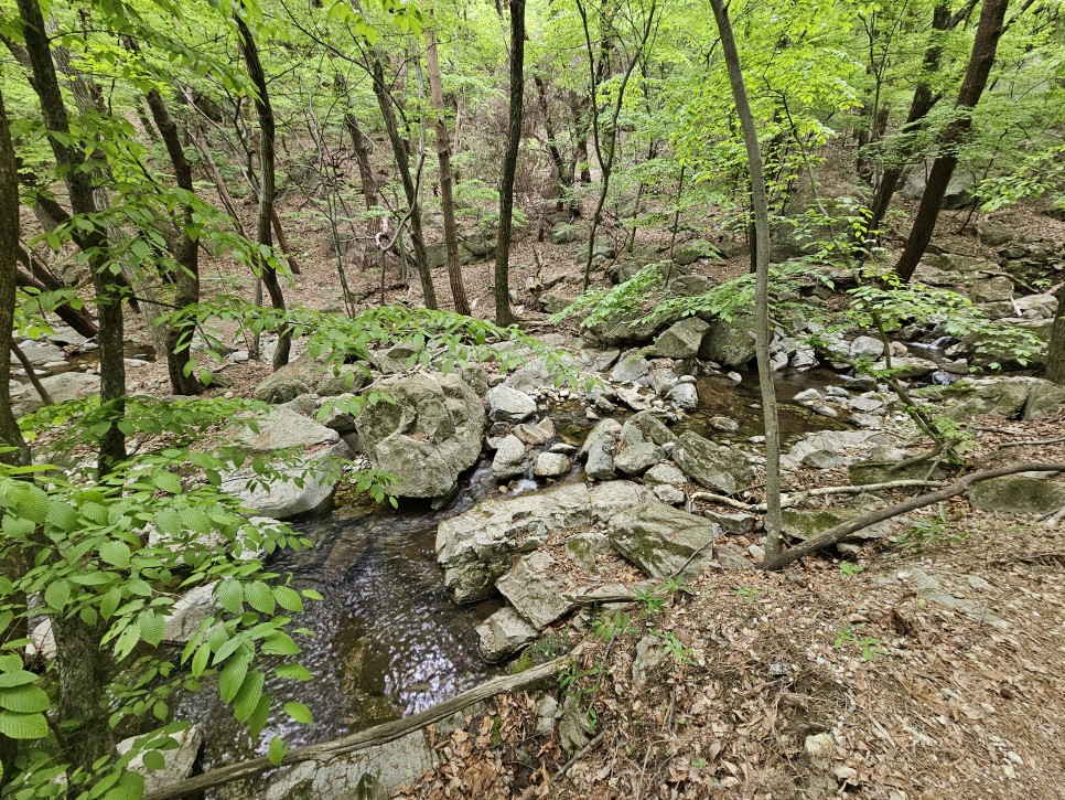 충남 공주 가볼만한곳 공주 갑사 황매화 오리숲길 용문폭포까지