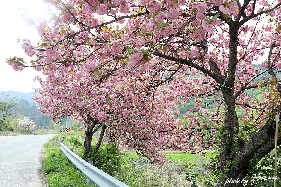 경남 겹벚꽃 명소 지곡 IC 함양 마산마을 겹벚꽃