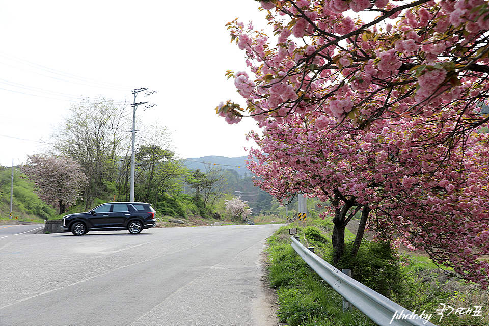 경남 겹벚꽃 명소 지곡 IC 함양 마산마을 겹벚꽃