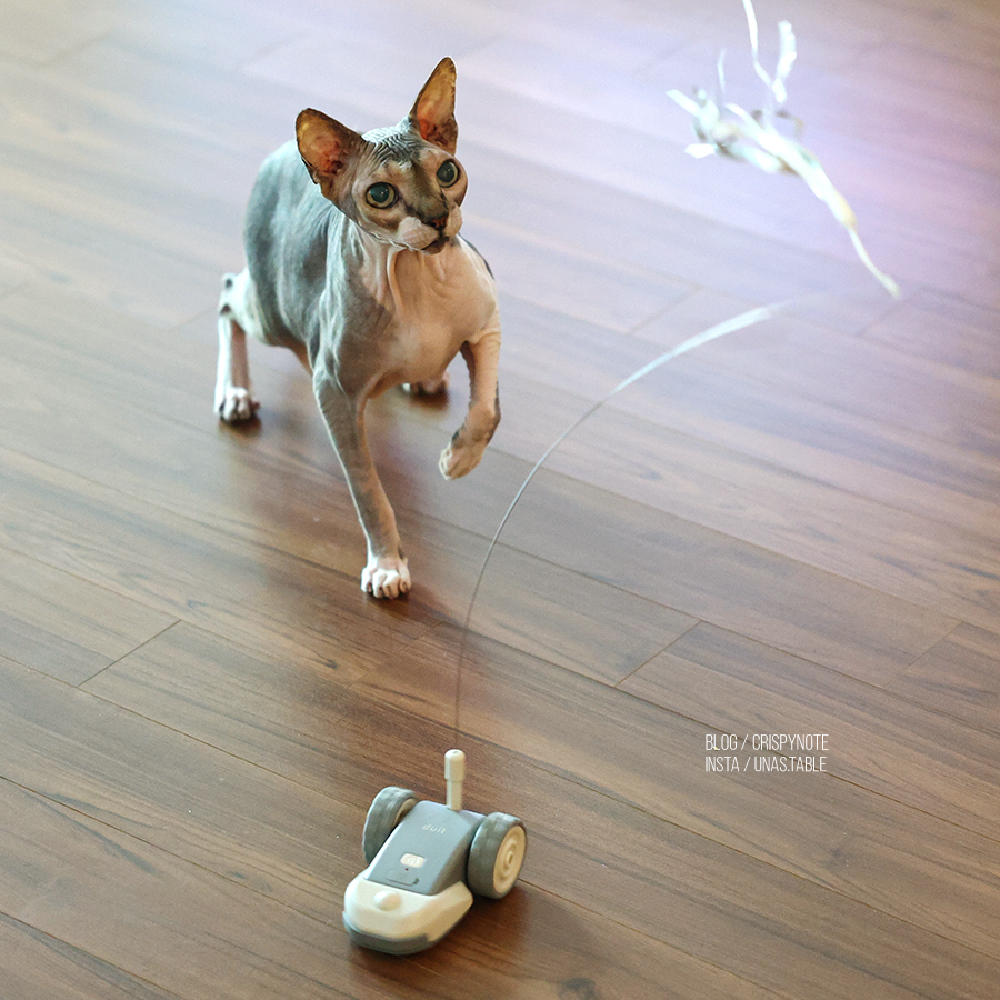 자주 못 놀아주는 집사 위한 고양자동장난감 두잇 쥐장난감