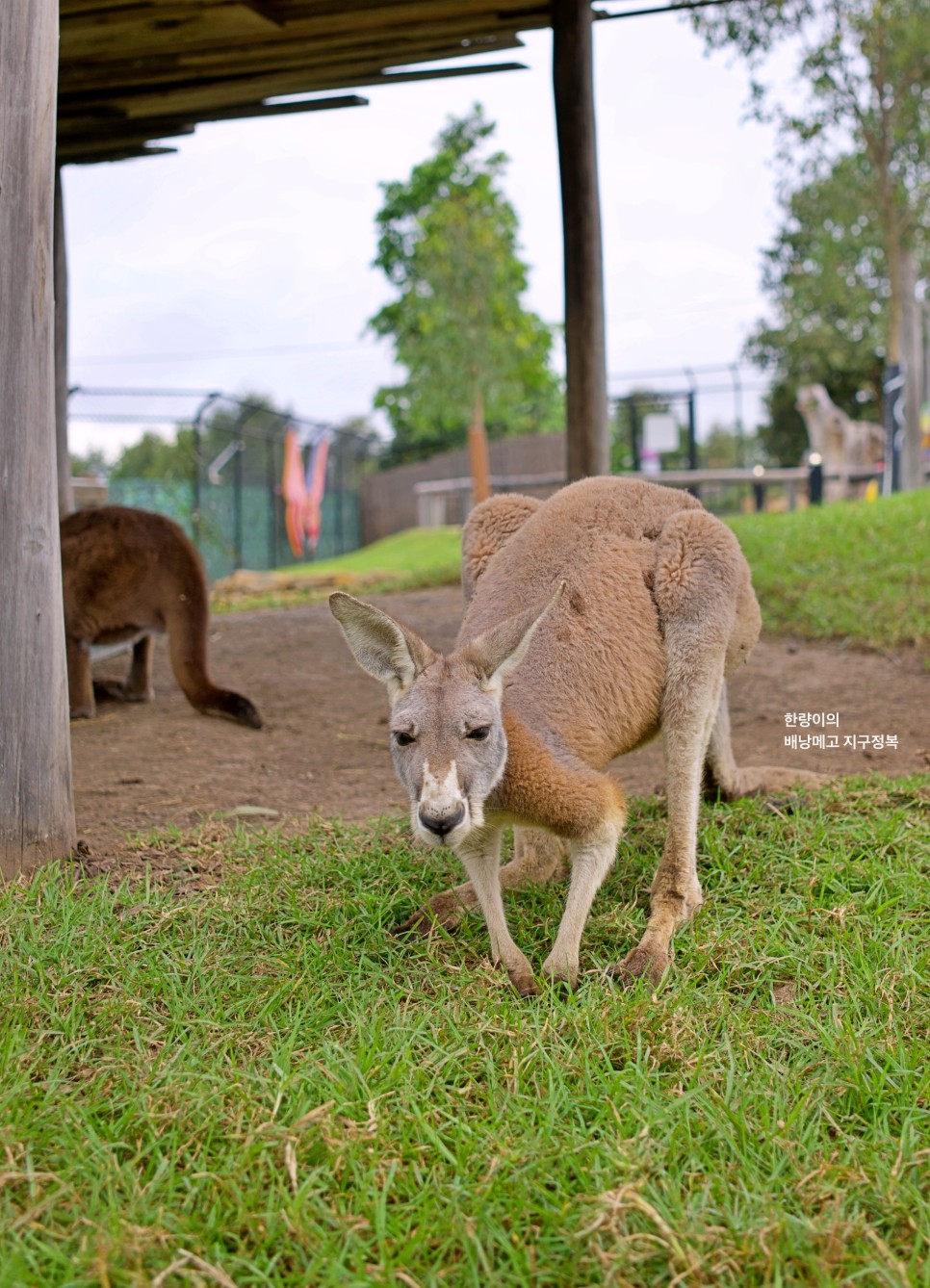 호주 자유여행 시드니 블루마운틴 동물원 투어 KKday 특가