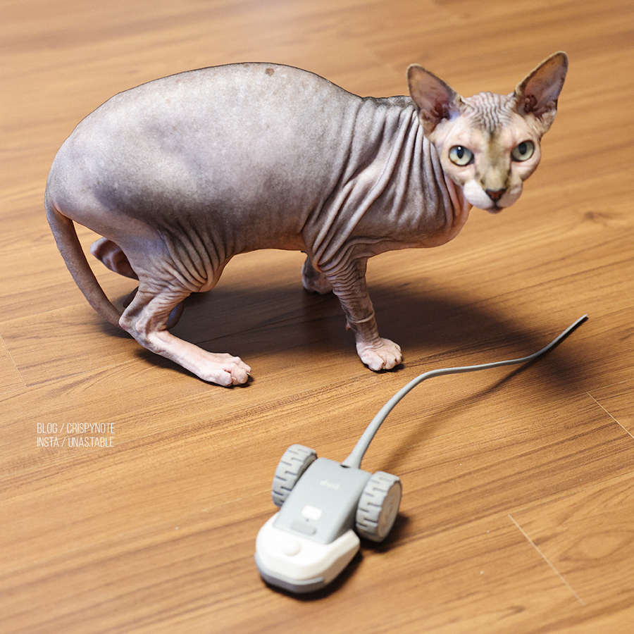 자주 못 놀아주는 집사 위한 고양자동장난감 두잇 쥐장난감