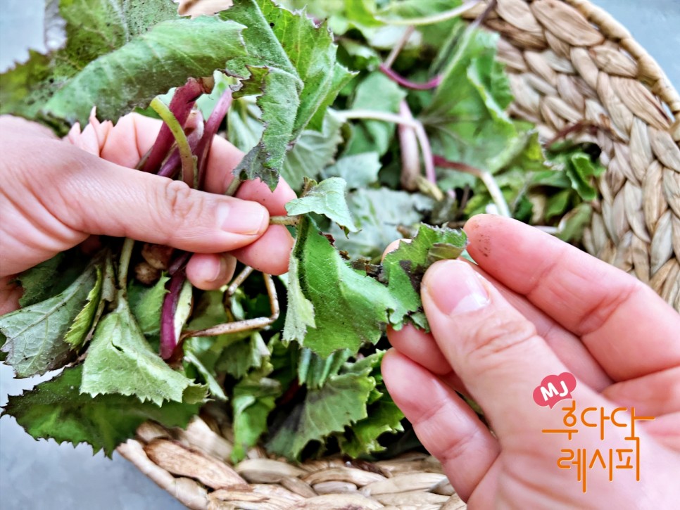 머위장아찌 담는법 만드는법 머위잎장아찌 머위나물 장아찌 담그는법