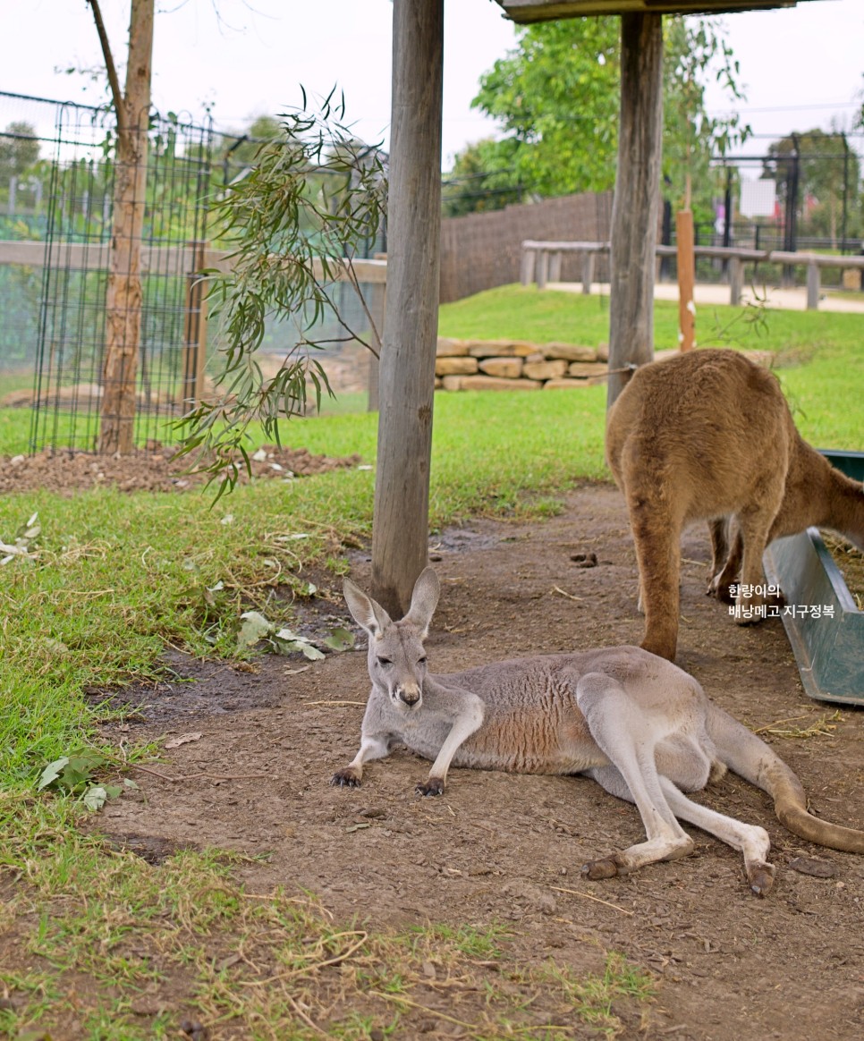 호주 자유여행 시드니 블루마운틴 동물원 투어 KKday 특가