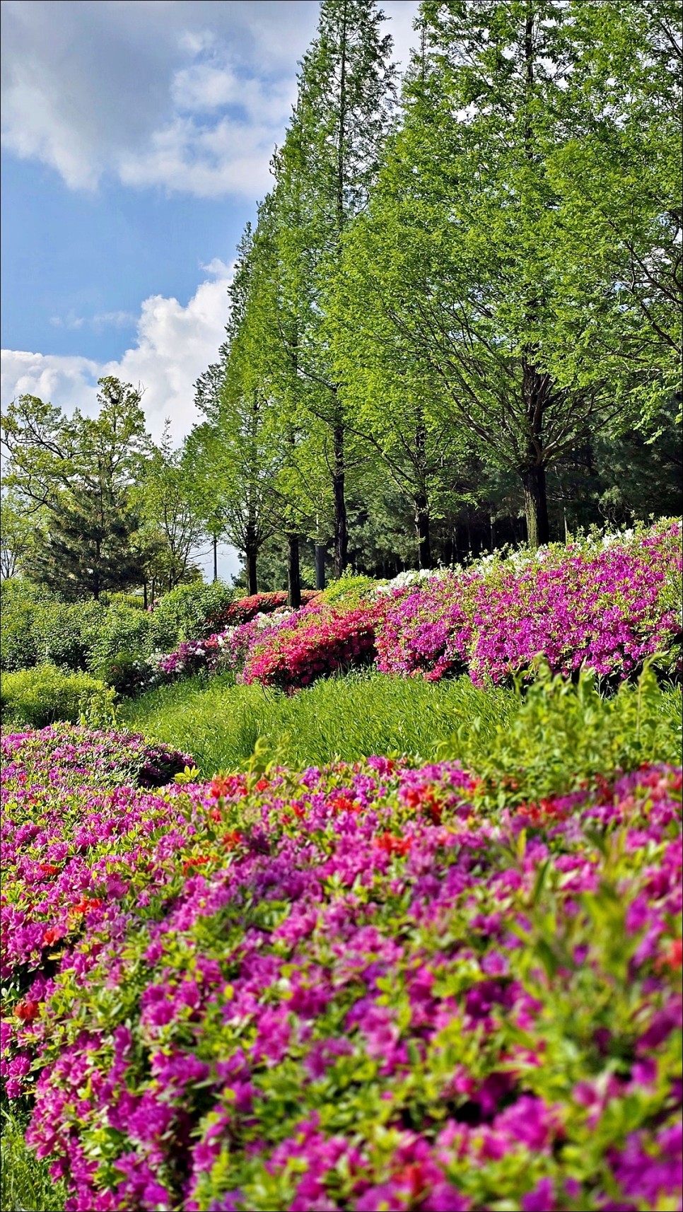 애견동반 용인 데이트 코스 산책하기 좋은 기흥호수공원 용인 산책로!