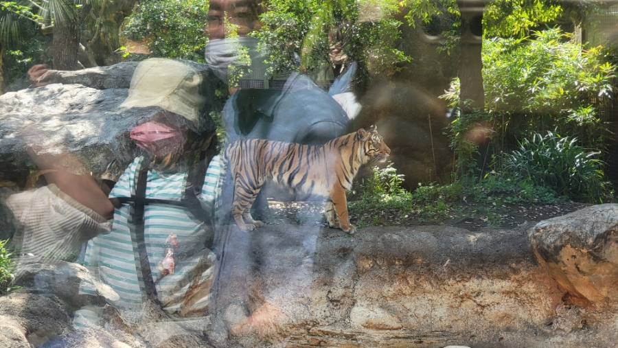 됴쿄 우에노 동물원 방문기(1부)