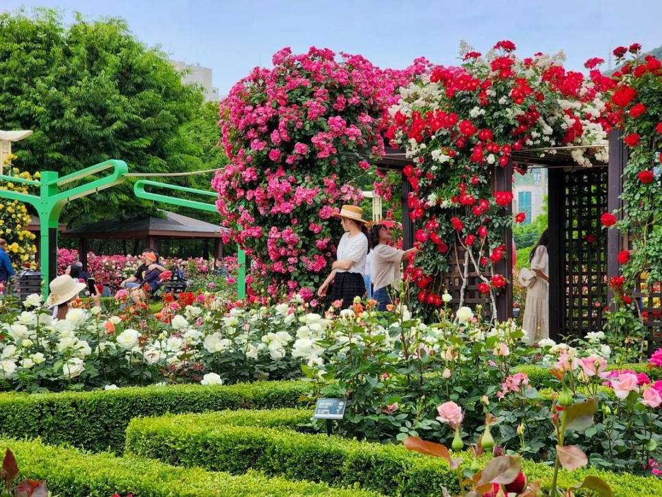 5월 전국 꽃 축제 추천, 장미부터 청보리까지 다채로운 봄꽃 구경