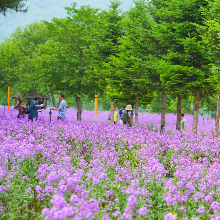 5월 전국 꽃 축제 추천, 장미부터 청보리까지 다채로운 봄꽃 구경