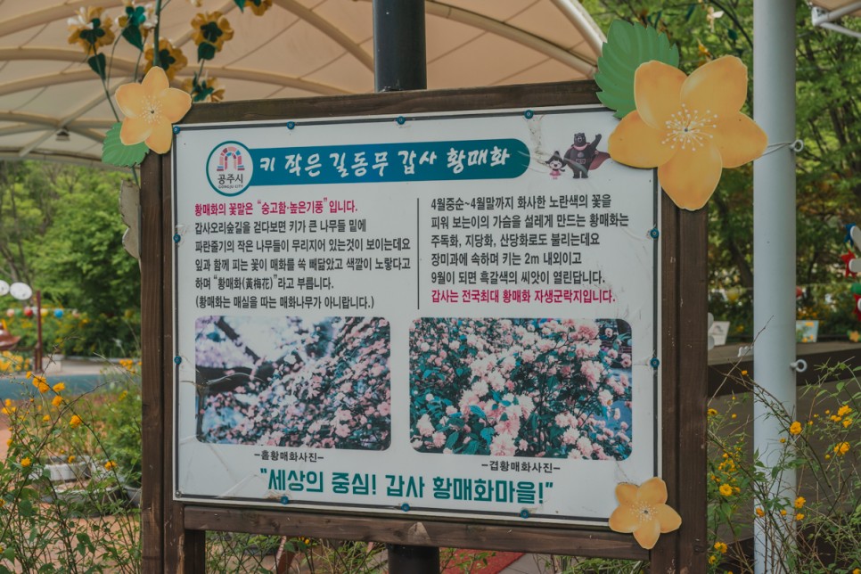 [계룡산국립공원] 대전근교나들이 공주여행, 황매화 가득한 갑사