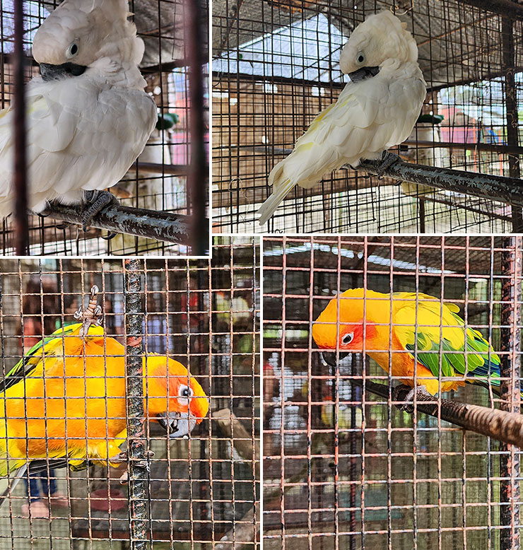 필리핀 보홀 투어 엑쥬틱 동물농장 나비정원