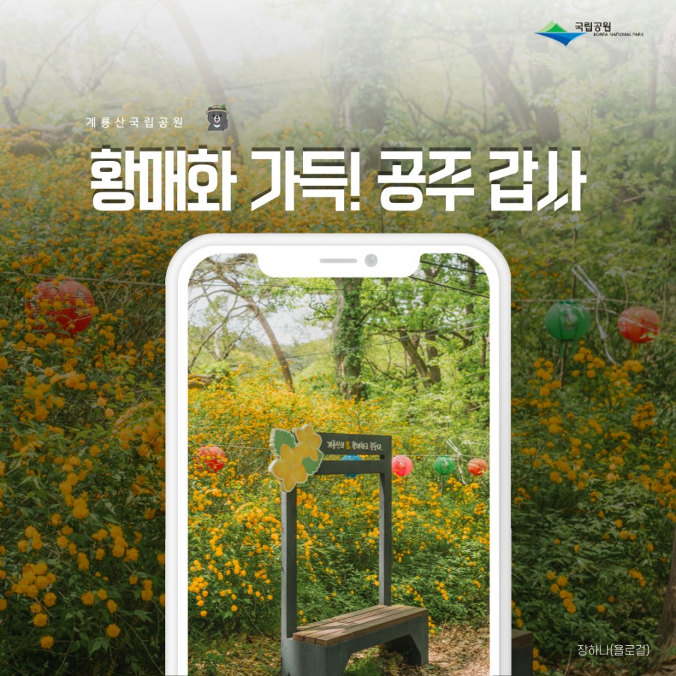 [계룡산국립공원] 대전근교나들이 공주여행, 황매화 가득한 갑사