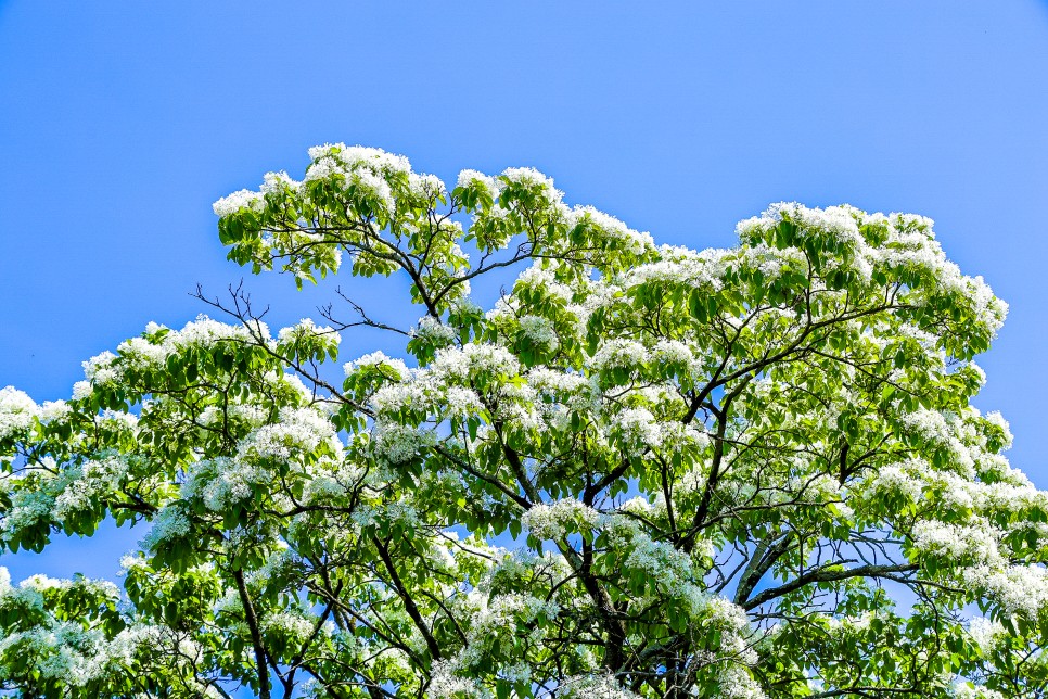 밀양 위양지 이팝나무 만개 밀양 가볼만한곳 5월2일 실시간