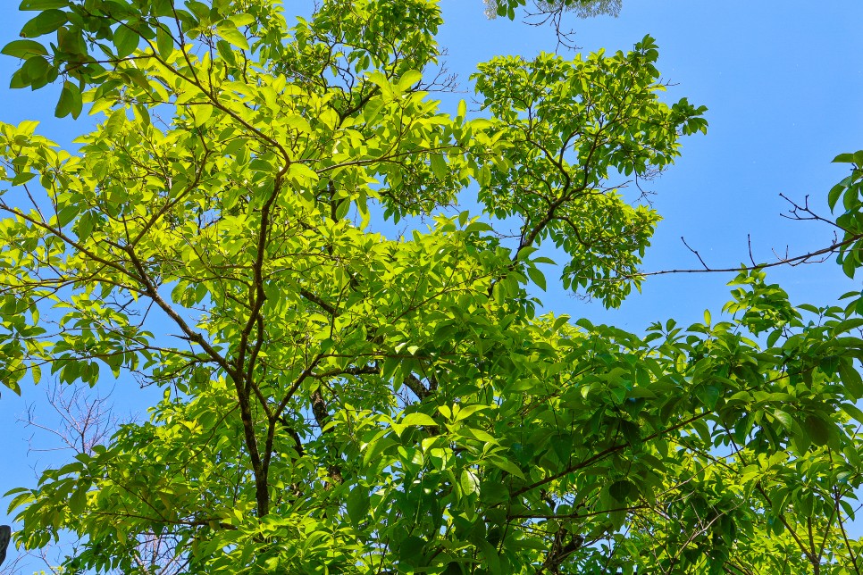 밀양 위양지 이팝나무 만개 밀양 가볼만한곳 5월2일 실시간