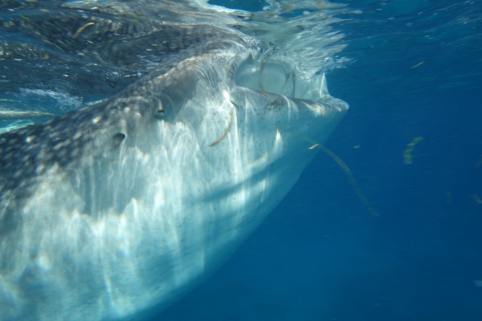 세부 오슬롭 모알보알 고래상어 투어 예약 자유여행 패키지 가격