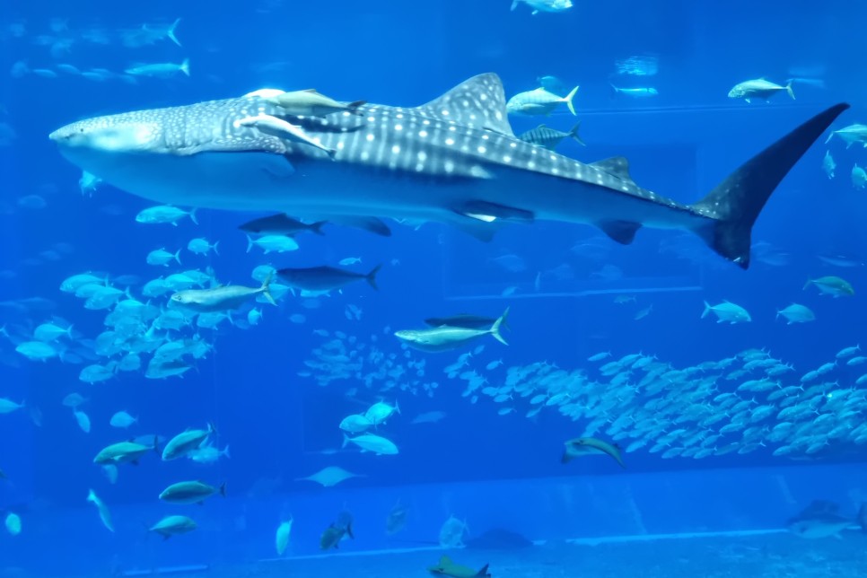 일본 오키나와 자유여행 츄라우미 수족관 고래상어 입장권 펀패스 활용 후기