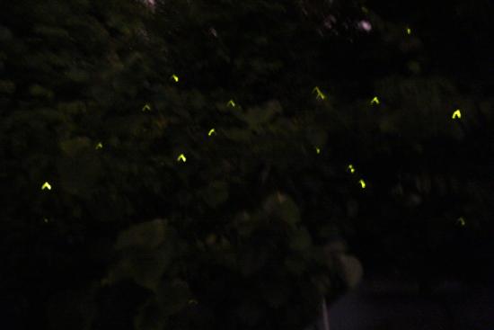 코타키나발루 반딧불투어 예약 선셋 사진 예쁨 f. 5월 6월 날씨