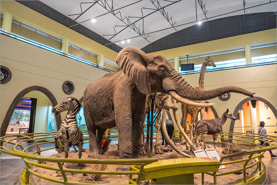 케냐 여행, 주요 명소 케냐 가볼만한곳 기린 센터 카렌블릭센 자연사 박물관